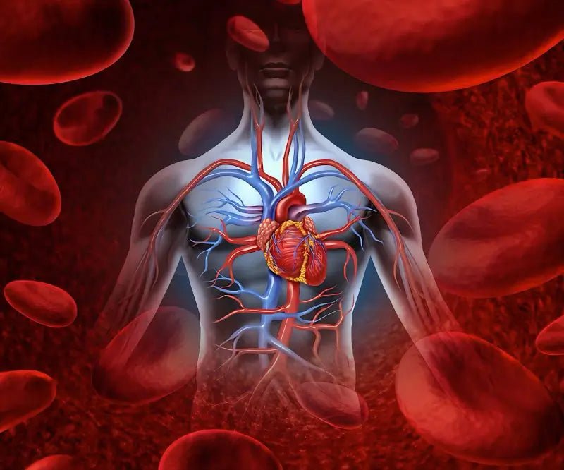 Steam Sauna for Blood Circulation: A Natural Wellness Boost for Canadians - AURAPRO SAUNA™