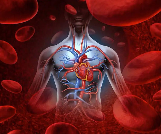 Steam Sauna for Blood Circulation: A Natural Wellness Boost for Canadians - AURAPRO SAUNA™