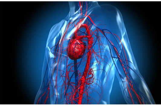 Steam Sauna for Blood Circulation: How AuraPro Sauna Helps Canadians Boost Wellness Naturally - AURAPRO SAUNA™