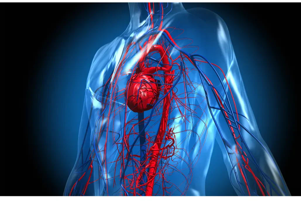 Steam Sauna for Blood Circulation: How AuraPro Sauna Helps Canadians Boost Wellness Naturally