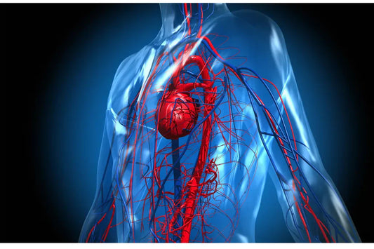 Steam Sauna for Blood Circulation: How AuraPro Sauna Helps Canadians Boost Wellness Naturally